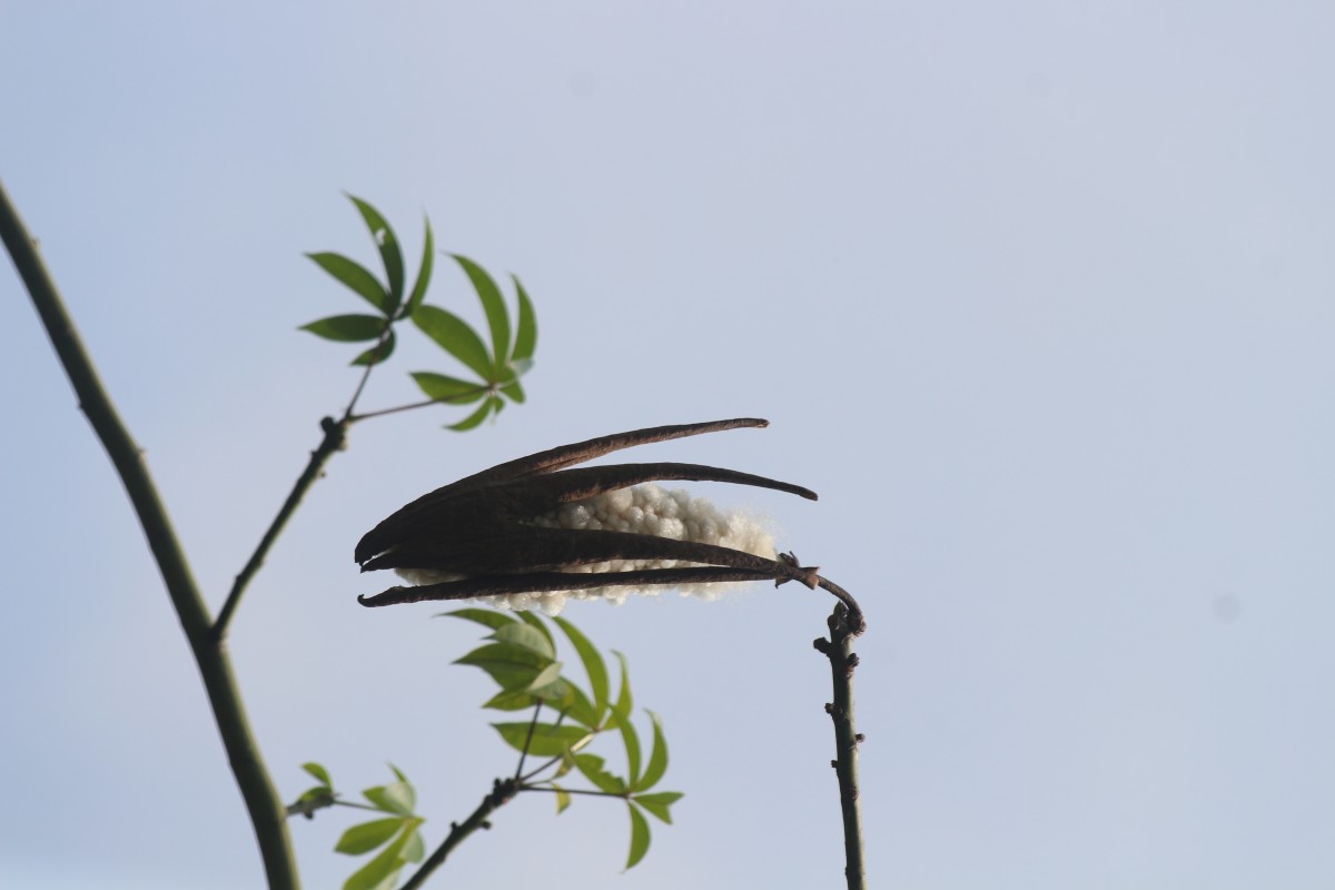 Ceiba pentandra (L.) Gaertn.